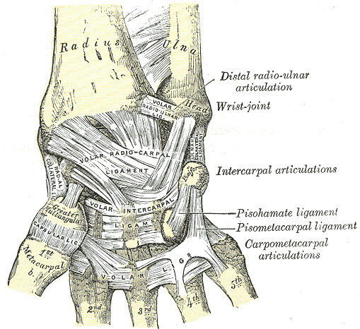 Illustration of wrist joints
