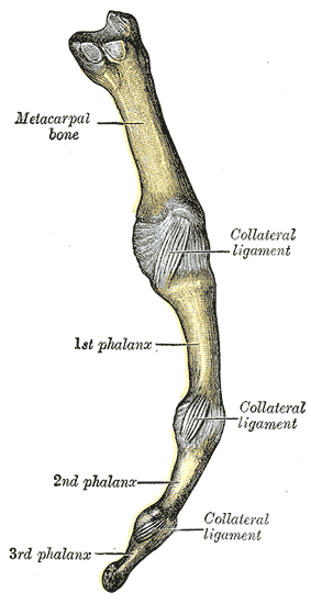 Illustration of metacarpal and phalanges