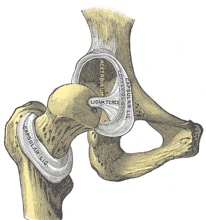 Illustration of hip joint
