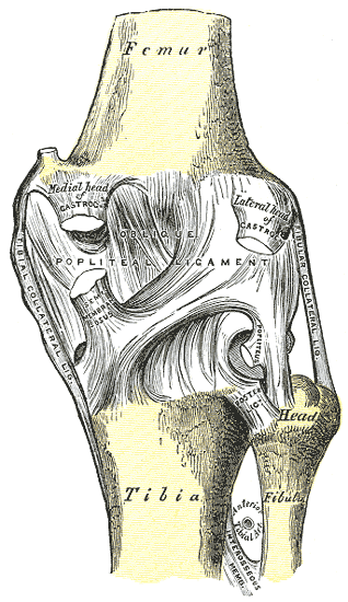 Illustration of knee joint