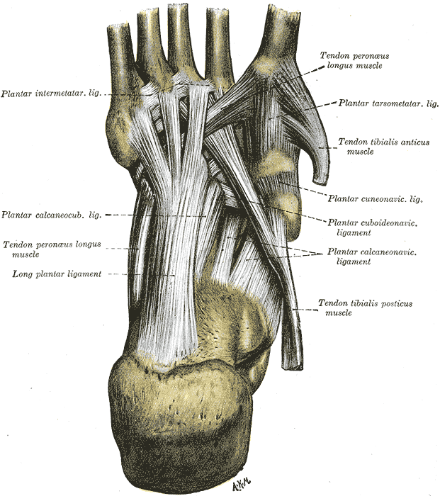 Illustration of foot joints