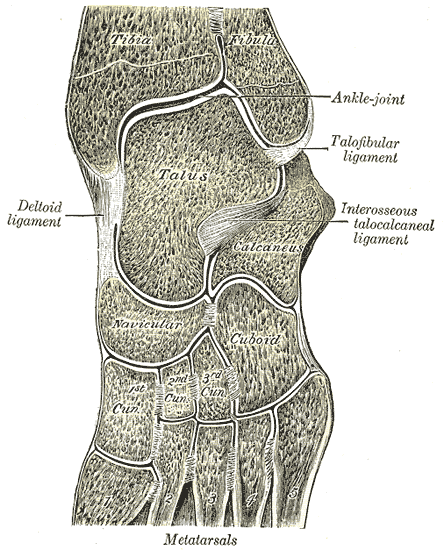 Ankle joints.