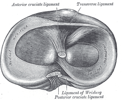 Illustration of menisci of knee joint