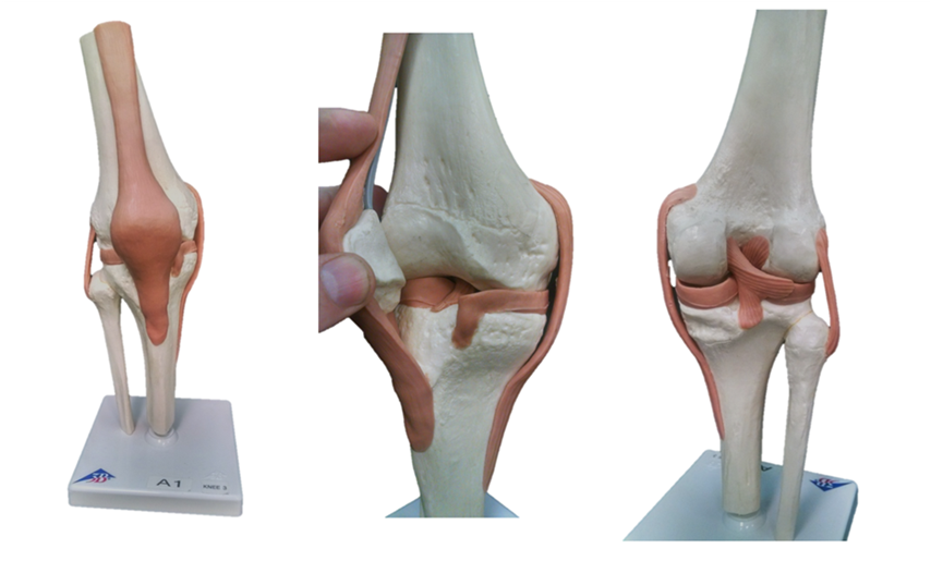 Knee joint model for labeling
