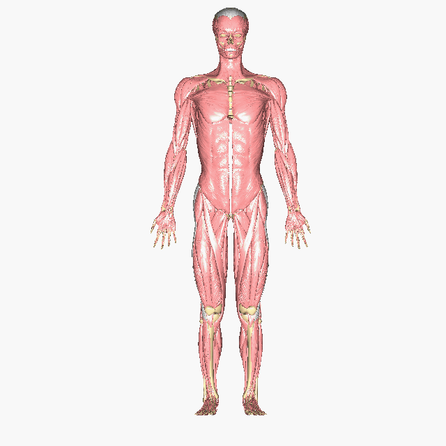 skeletal muscles