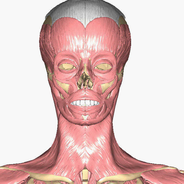 Rotating model of head and neck muscles