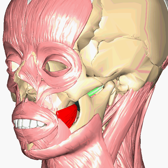 Rotating model of deep face muscles