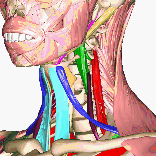 Rotating model of deep neck muscles