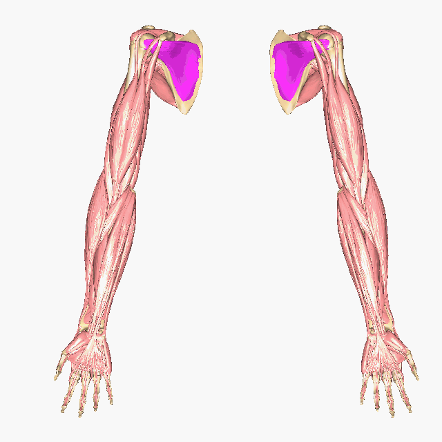 Rotating image showing the position of the subscapularis muscles.