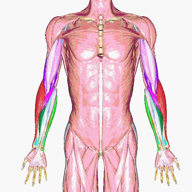 Rotating model of the superficial muscles of the upper limbs