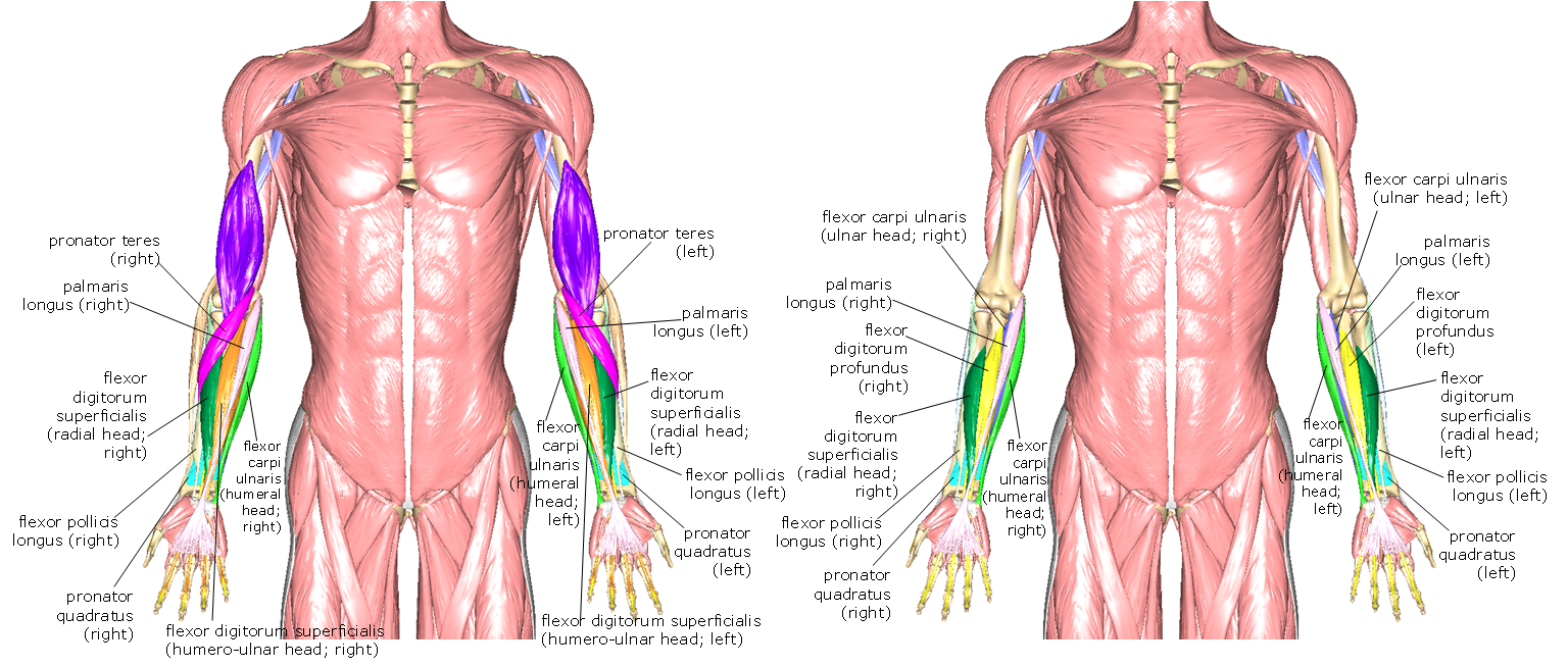 Diagram of the more deep anterior muscles of the forearm