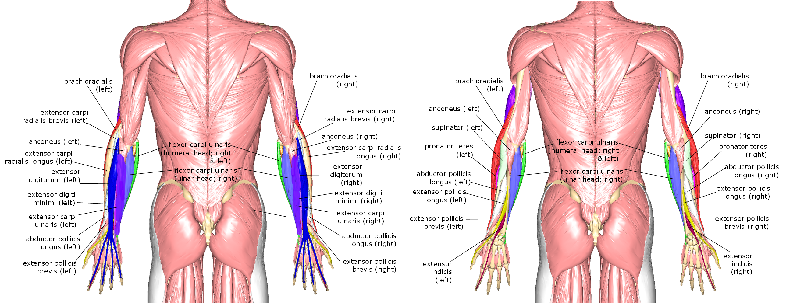 Posterior muscles of the forearm