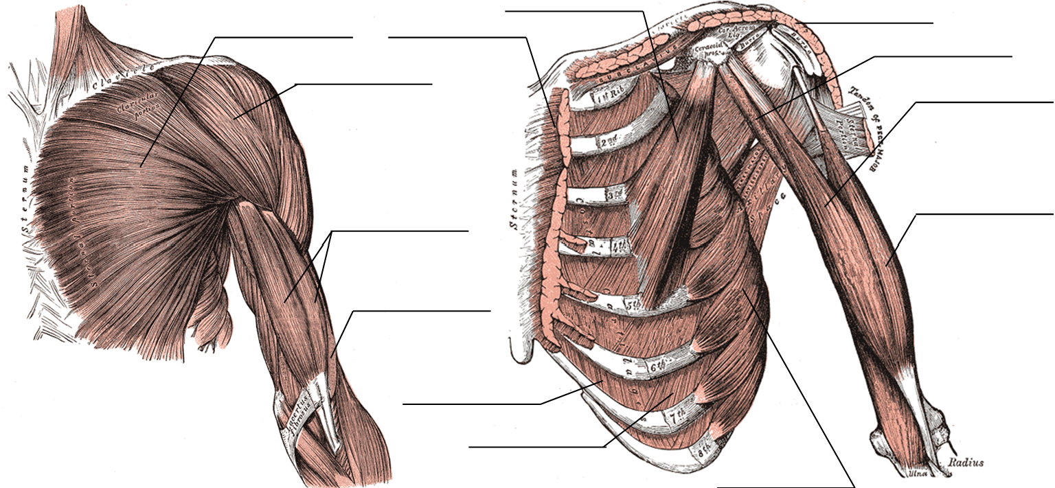 Thorax and arm figure for labeling