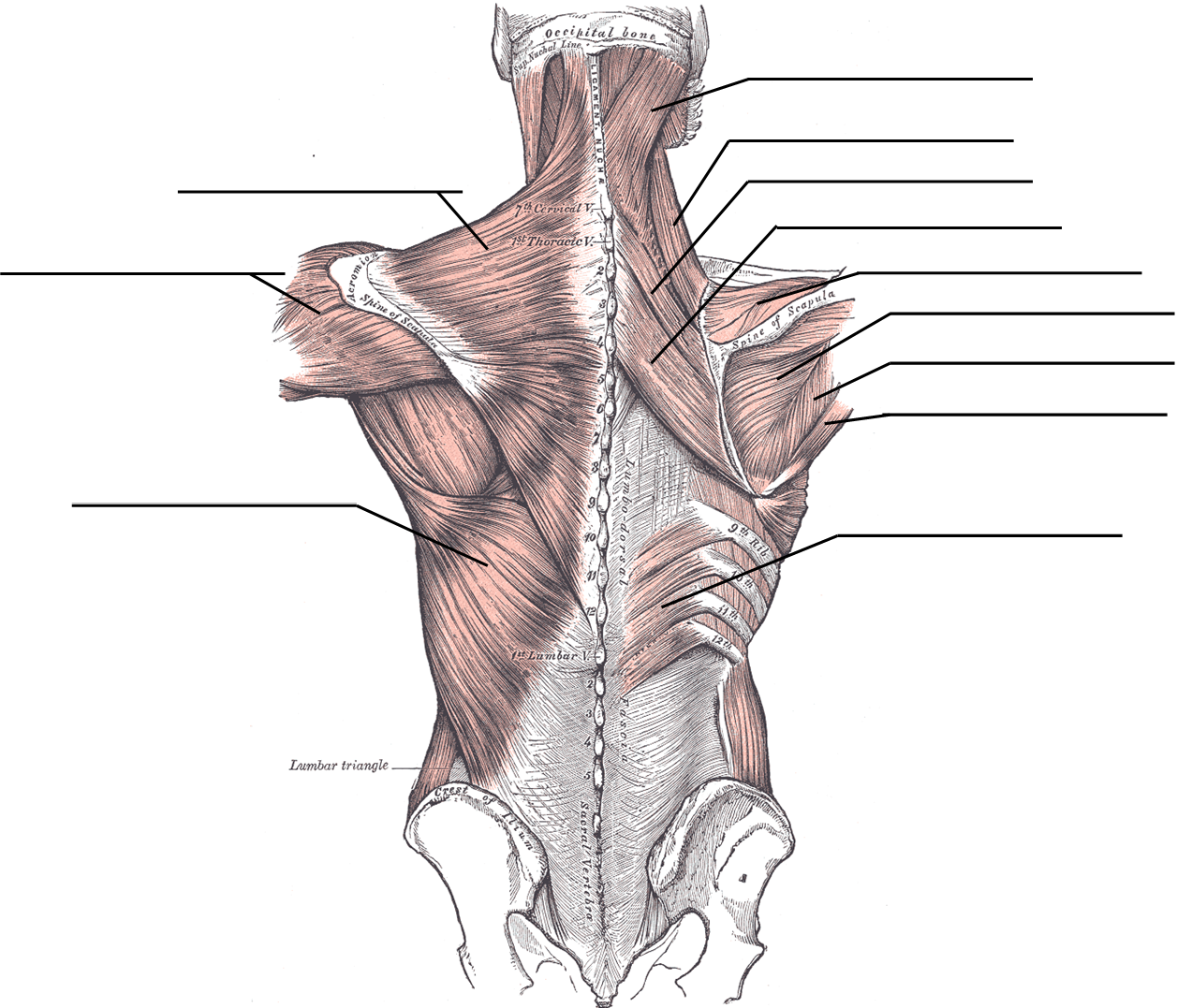 Posterior trunk muscles figure for labeling