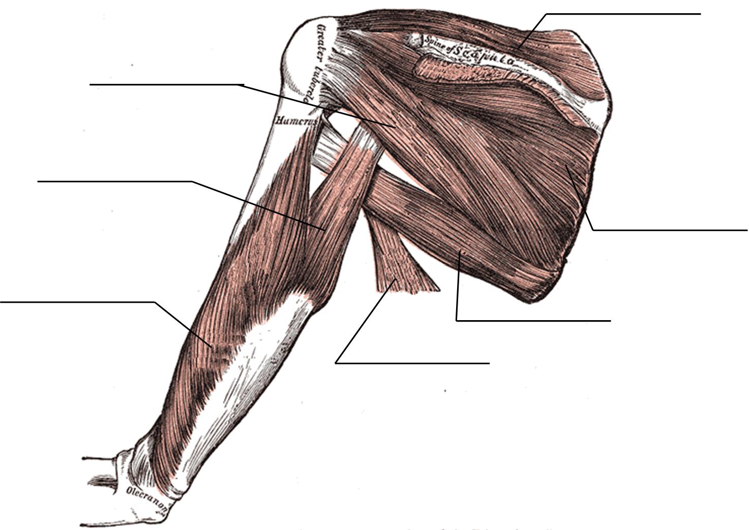 Rotator cuff muscles figure for labeling