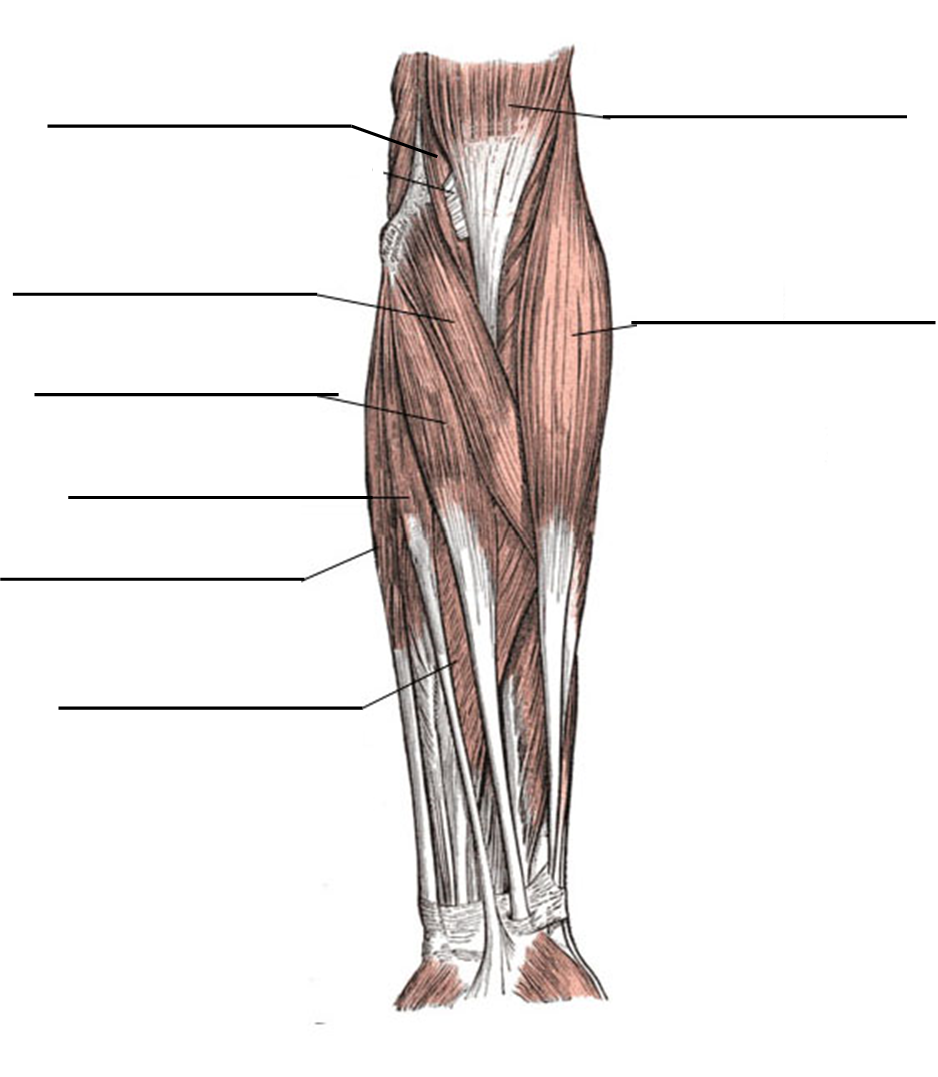 Anterior forearm muscles figure for labeling