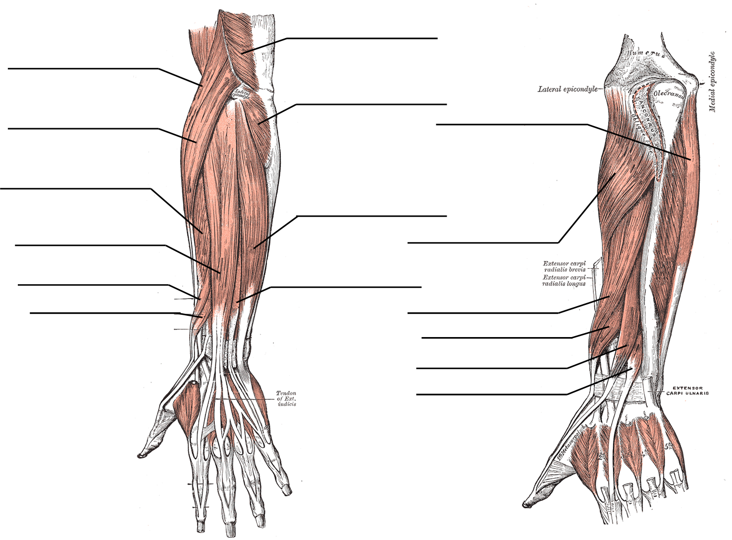 Posterior forearm muscles figure for labeling