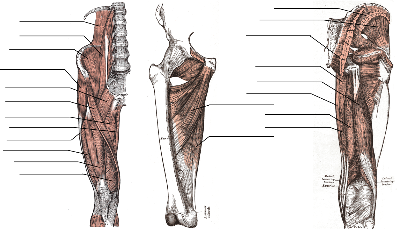 Hip, thigh, and butt muscle figure for labeling