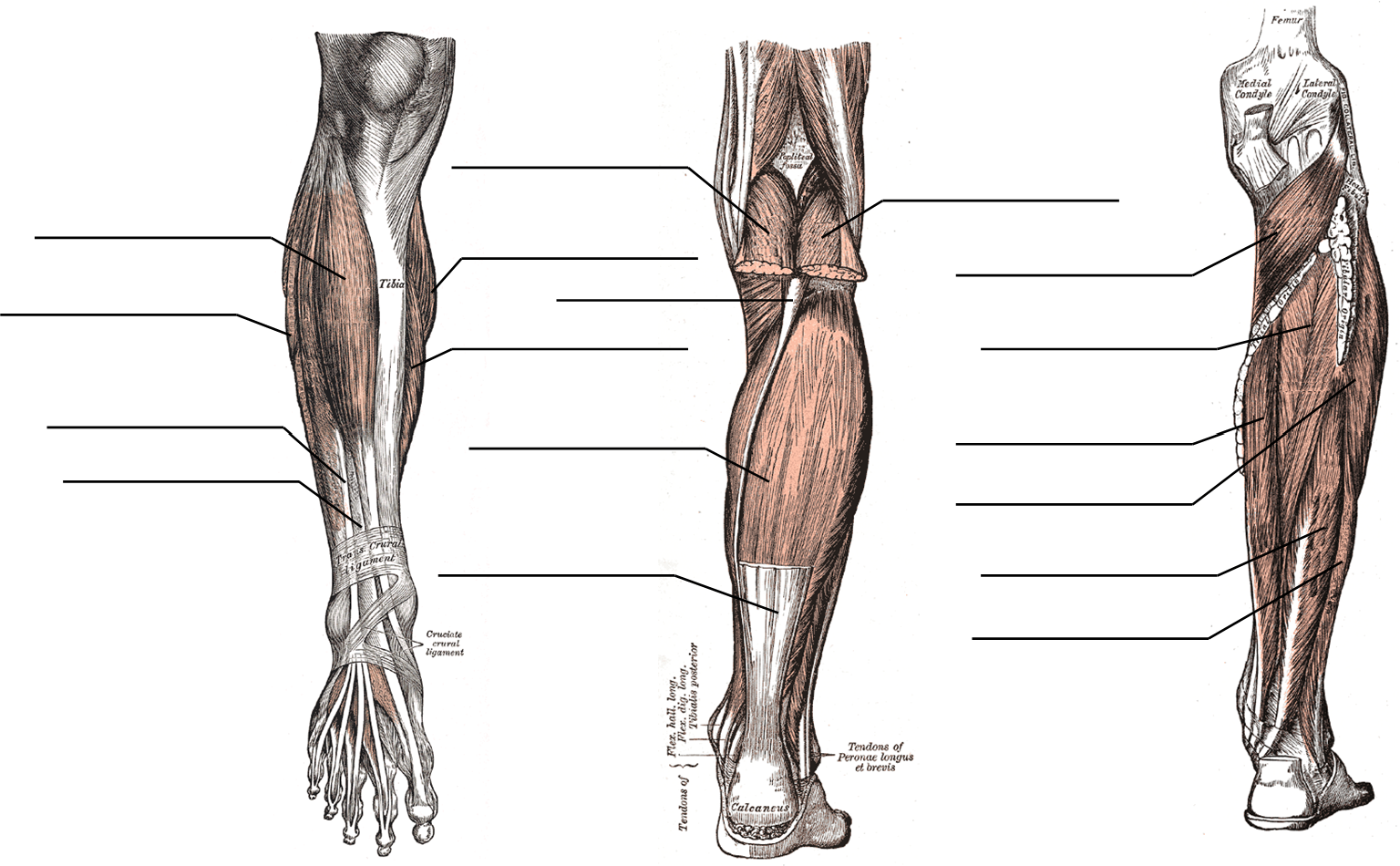 Leg muscle figure for labeling