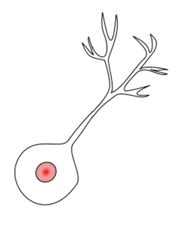 Unipolar neuron with a cell body with only one branch off of it.
