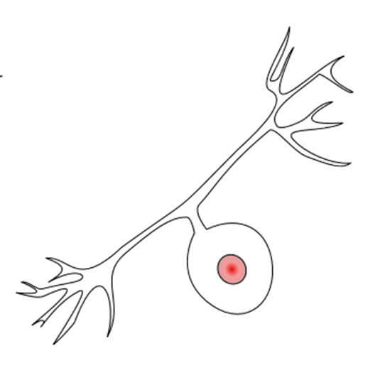 Pseudounipolar neruon. Cell body has one short branch that splits into two long branches going in opposite directions.