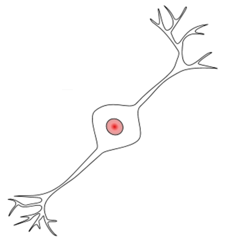 A bipolar neuron. The cell body has one branch in one direction and a different branch in a different direction.