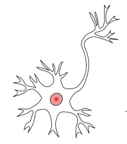 Multipolar neuron. Cell body has one long branch, the axon, and multiple shorter branches, the dendrites.
