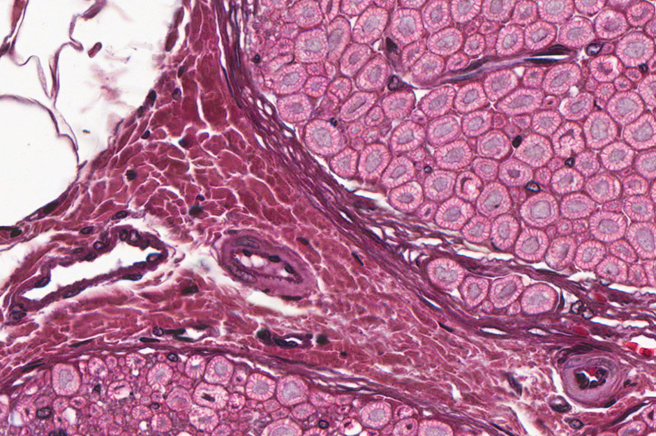 Microscopic image of nerve cross section
