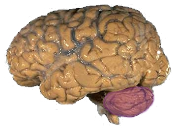 human brain, lateral view