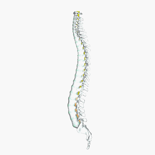 : Spinal Cord - Biology LibreTexts