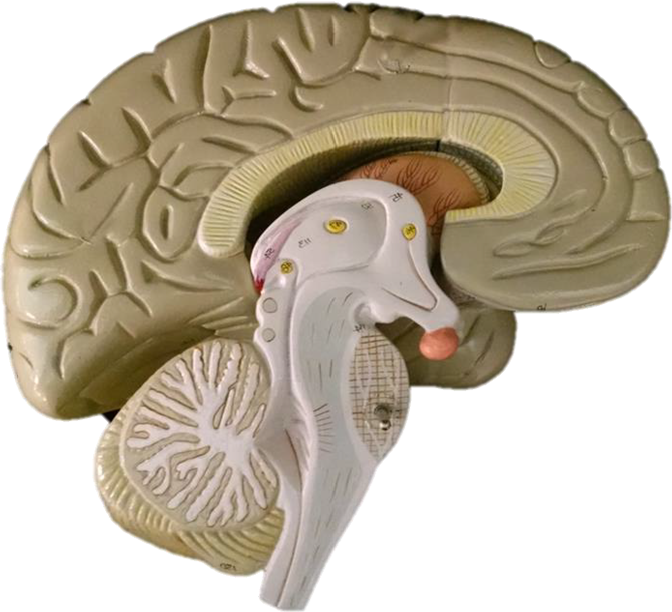 Anatomical brain model for labeling