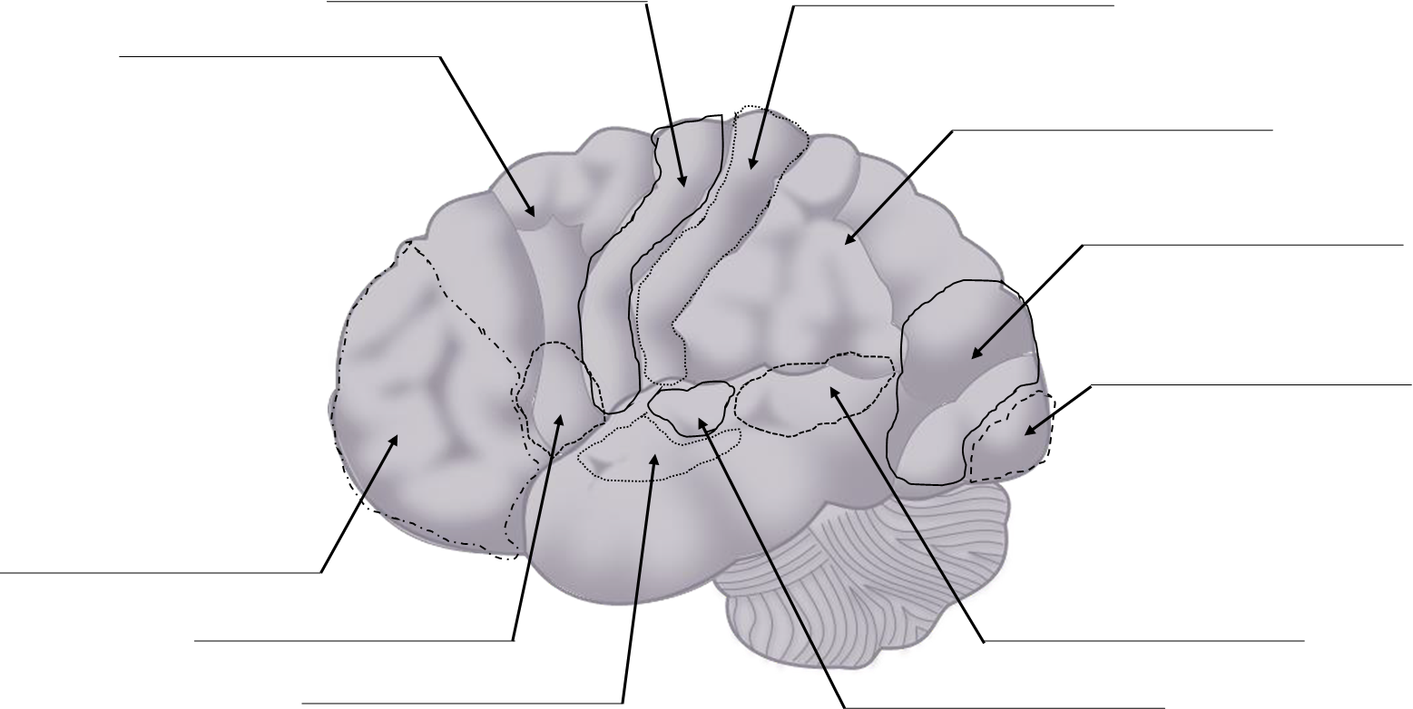 Brain diagram with functional regions marked for labeling