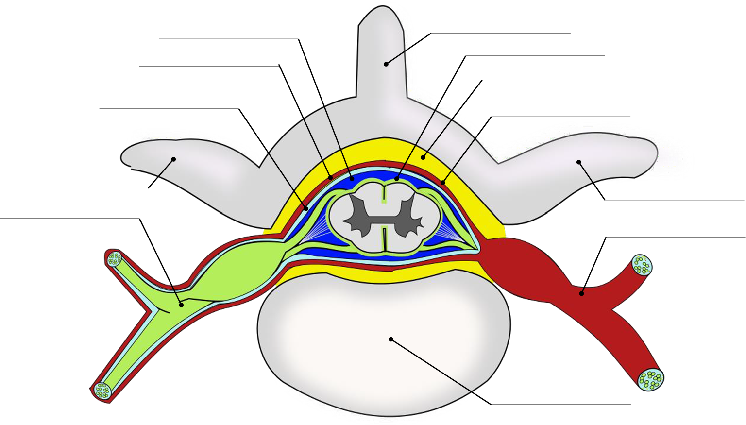 Diagram of superior view of the spinal cord and spinal nerve for labeling