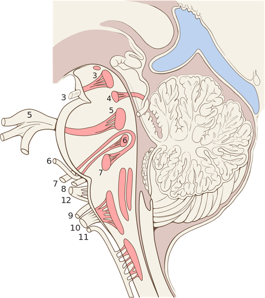 Diagram of connections between cranial nerves and the brain stem