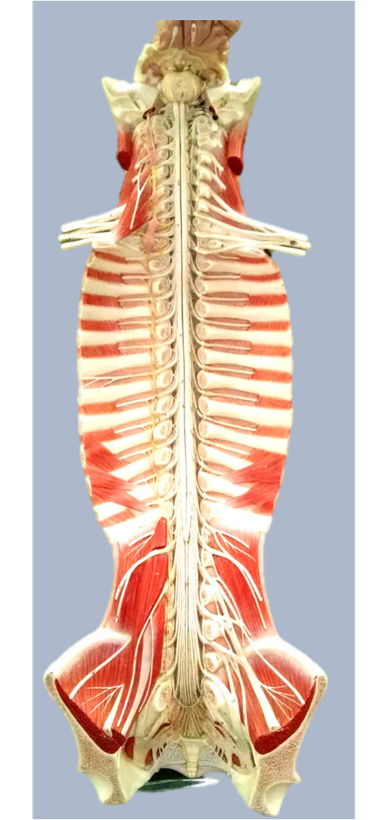 Image for labeling spinal nerves