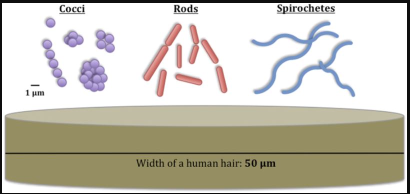 Bacterial cell shapes.JPG