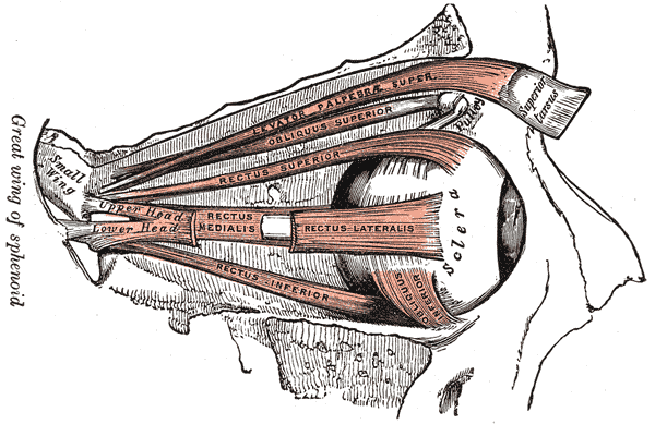 Diagram of the muscles that move the eye