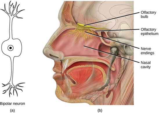Diagram of the olfactory epithelium and olfactory bulb