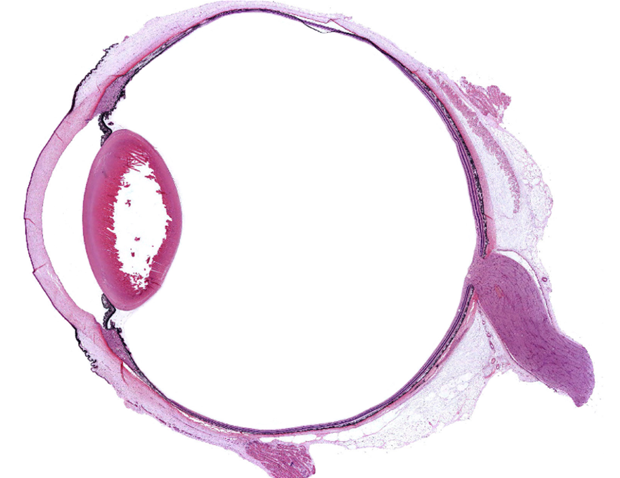 microscopic image of an eye for labeling