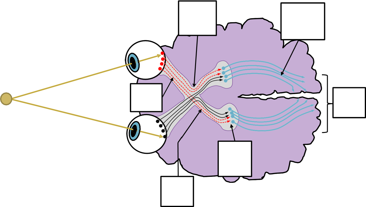 Diagram of vision neural pathways for labeling