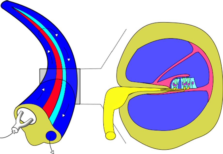 Diagram of cochlear structures for labeling
