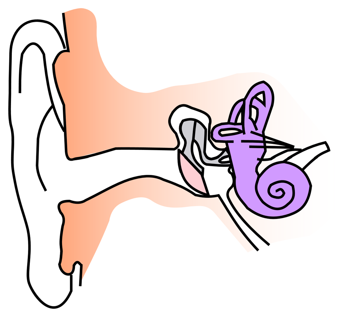 Diagram of ear for labeling