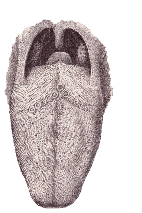 diagram of tongue for labeling