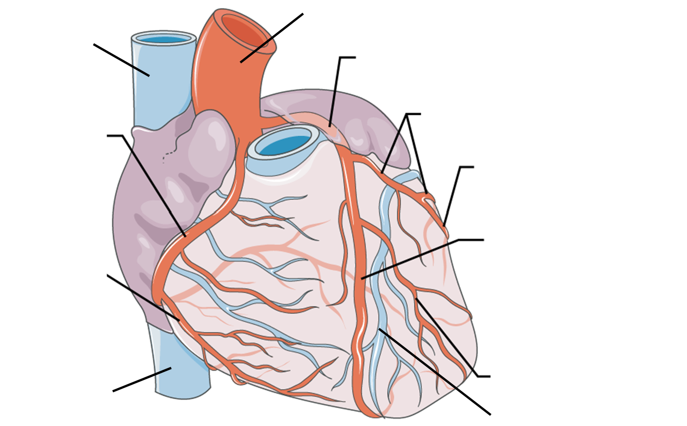 anterior heart diagram for labeling
