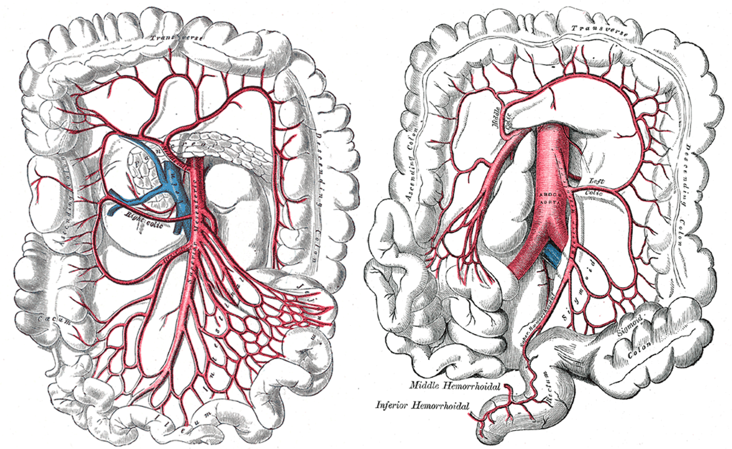Arteries of the large and small intestine.