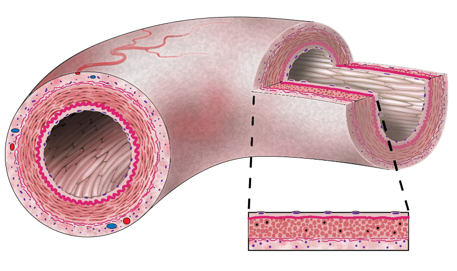 Tissues of Blood vessel diagram for labeling