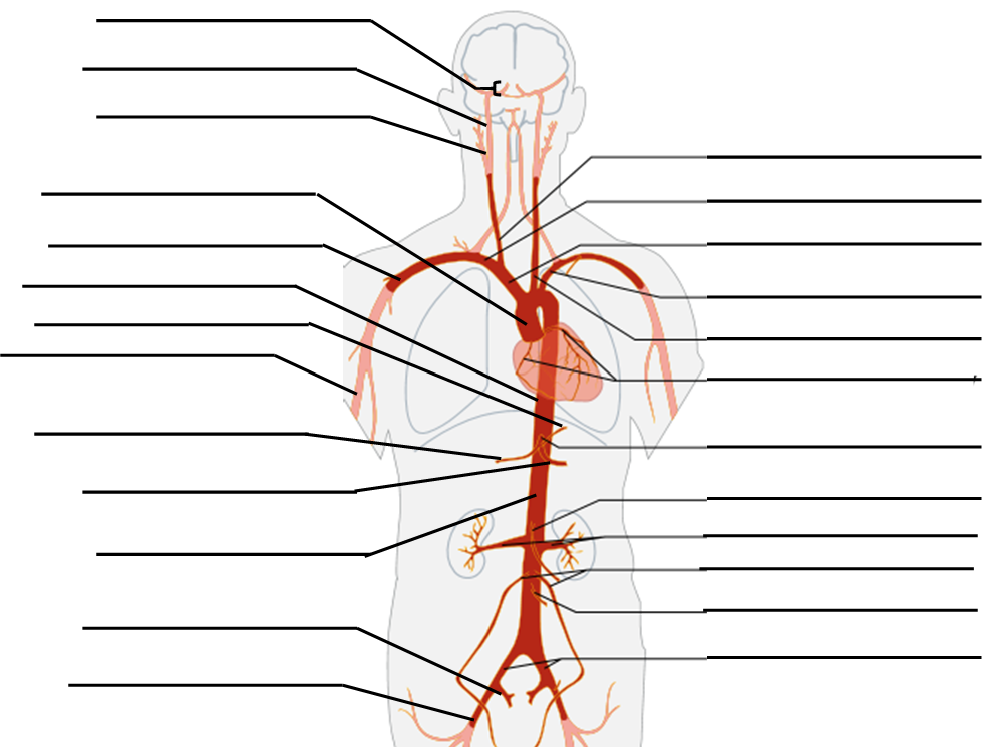 blank blood vessels diagram