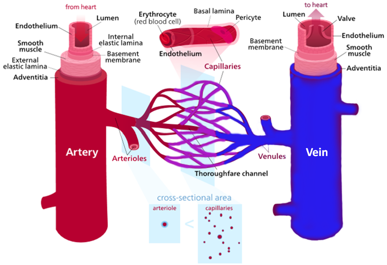 18: Cardiovascular System - The Blood Vessels