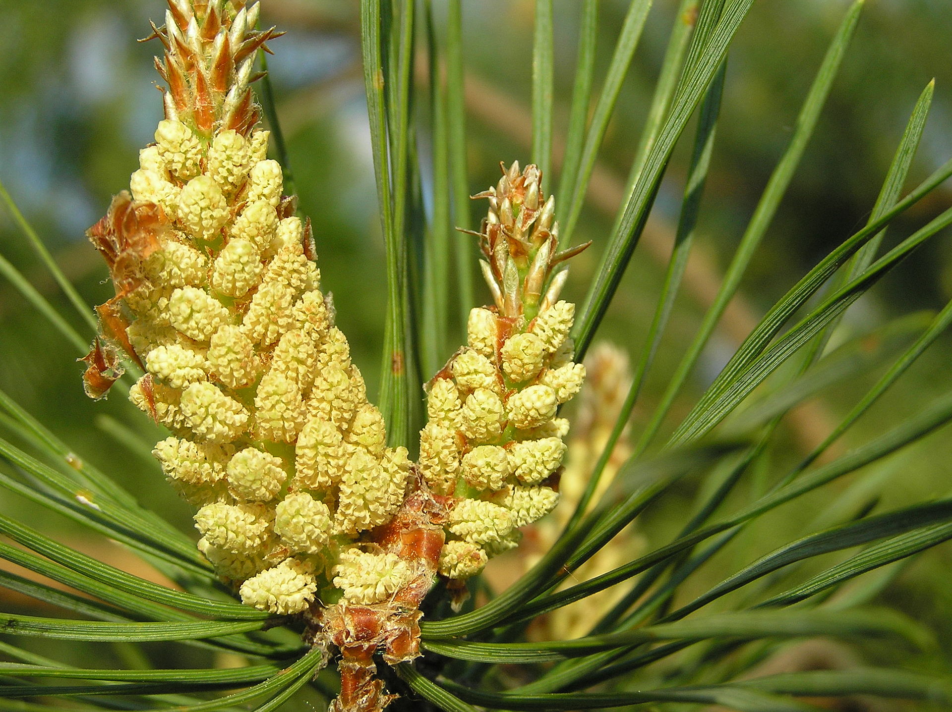 Two clusters of small pollen cones at the tip of a pine branch