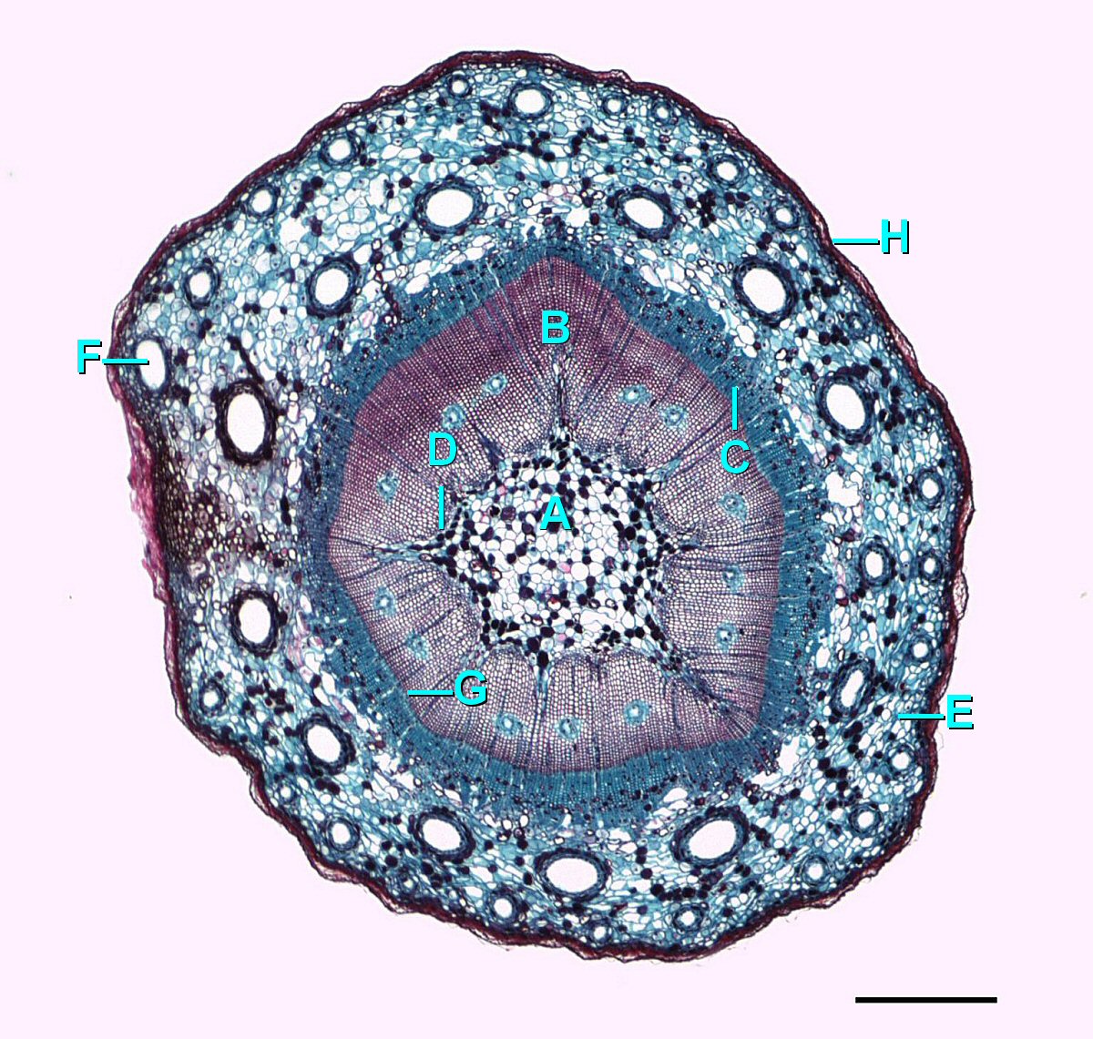A cross section through a one year old stem, tissues labeled from innermost to outermost